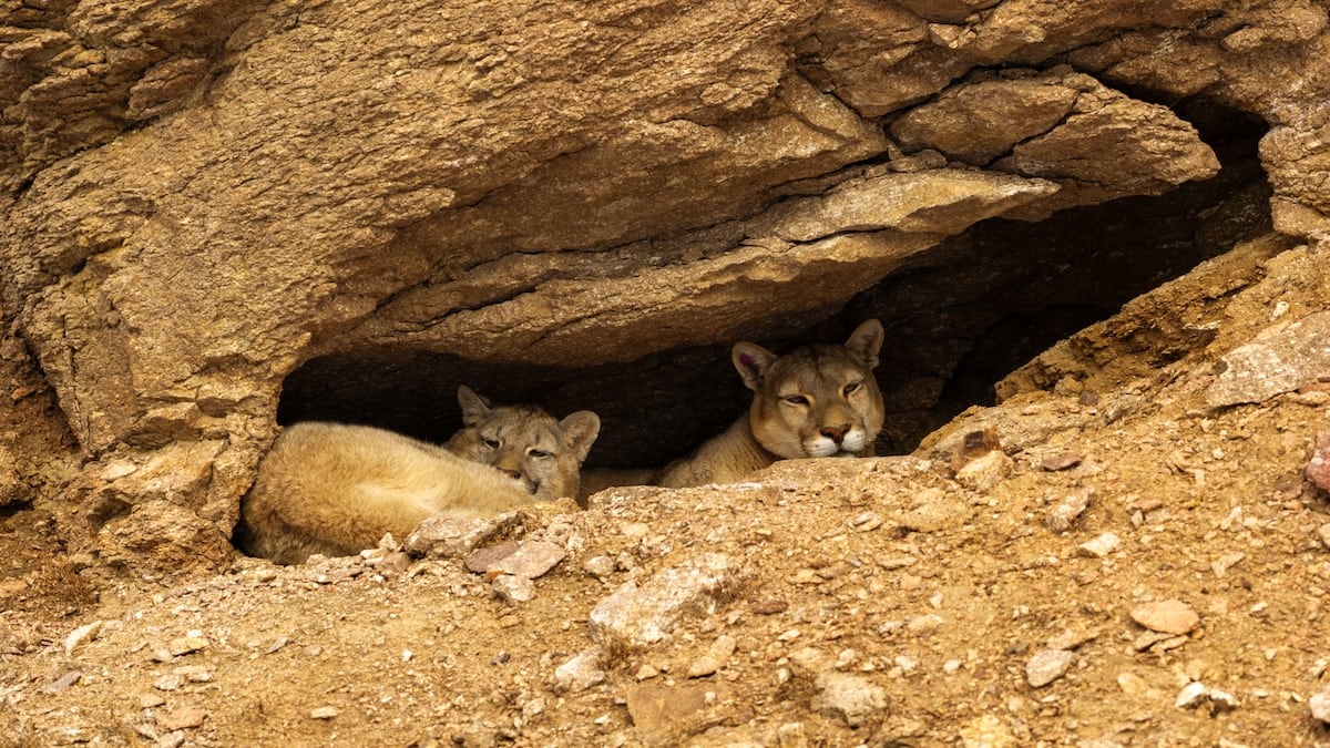 Rastrear al puma en la estepa santacruceña: una experiencia que empieza cuando todavía es de noche