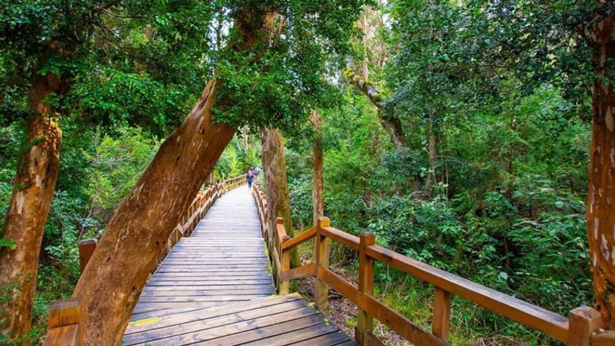 El bosque color canela que parece sacado de un cuento: cómo planificar la visita al Arrayanes de Villa La Angostura