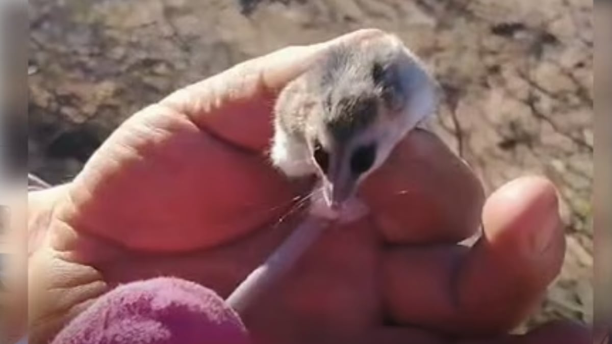 Una comadreja enana entre la leña y la pregunta que todos los vecinos deberían hacerse