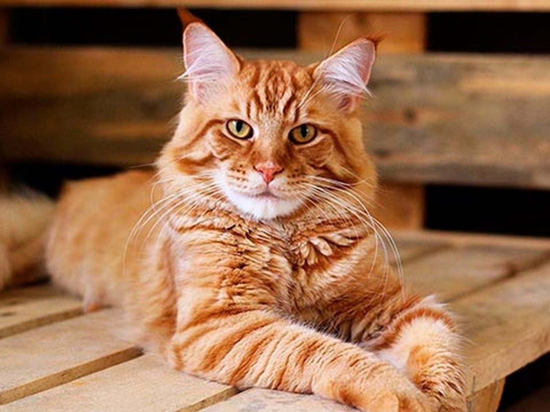 El gato se ganó un lugar en la casa: cuando el living, la rutina y la compañía se reparten en tiempos de living chico