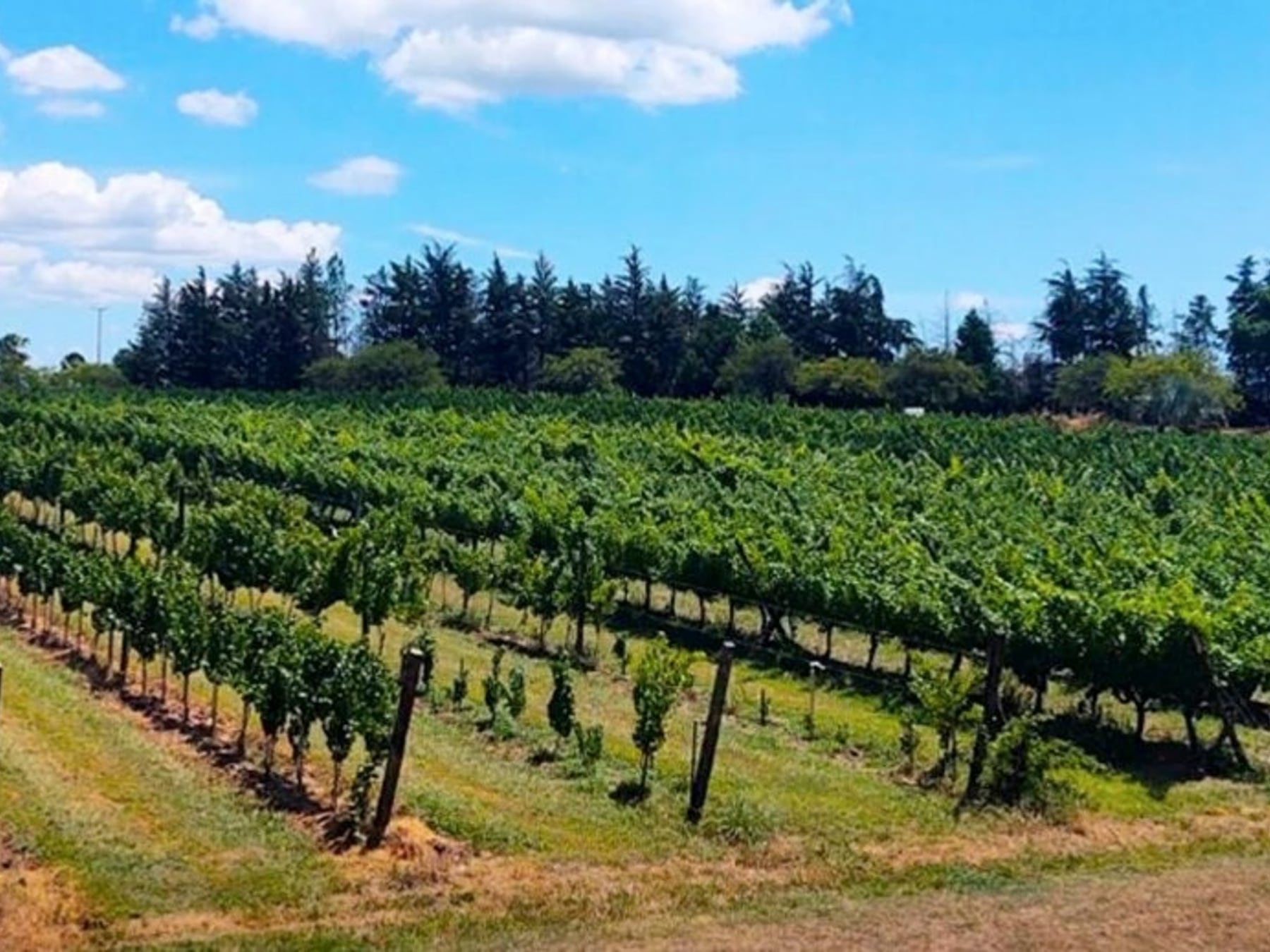 San José, el rincón entrerriano donde el agua caliente, el vino y la historia se dan la mano