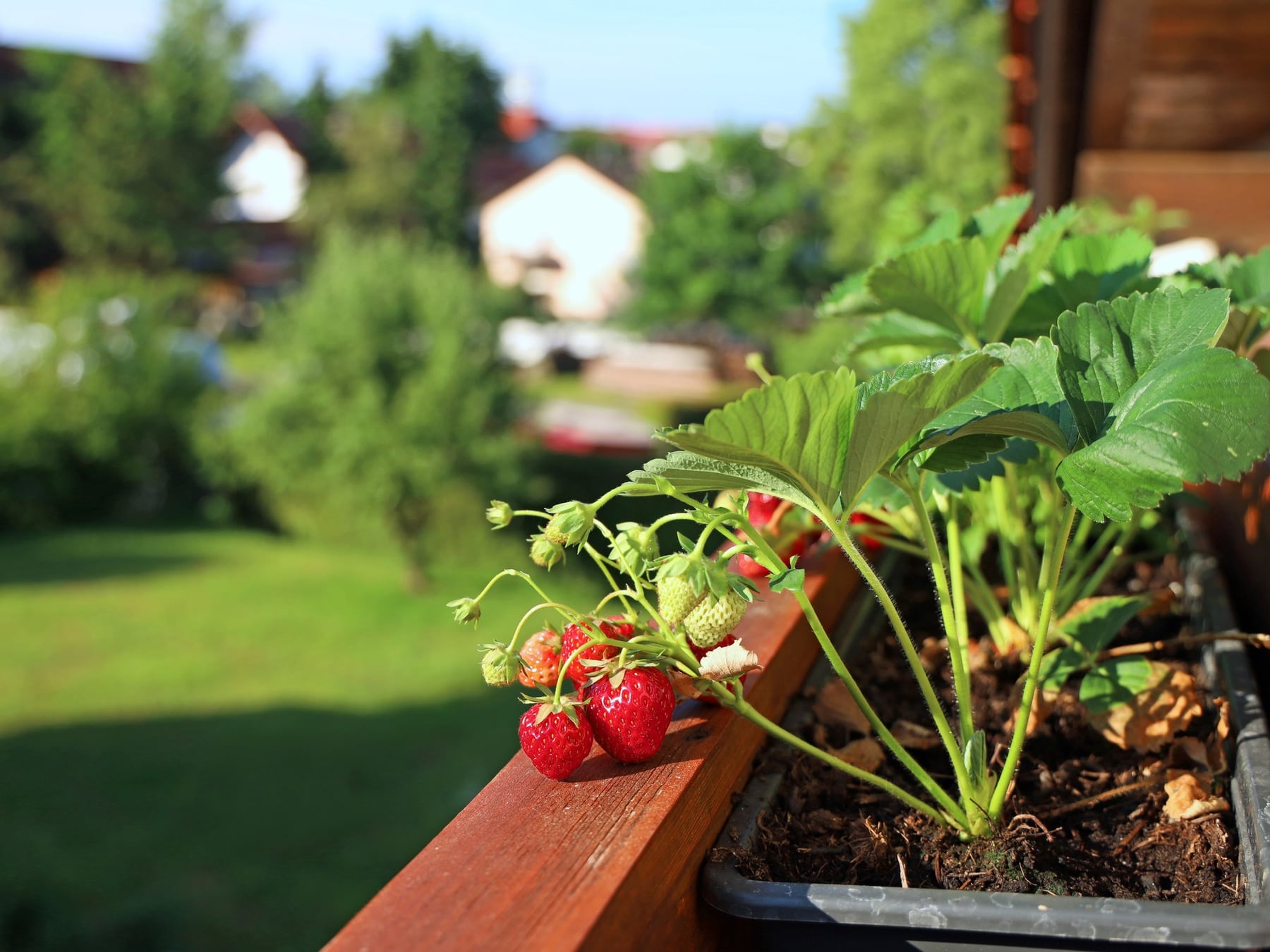 Septiembre en la huerta: cómo hacer que las plantas de adorno convivan con las de comer sin pelearse el rincón