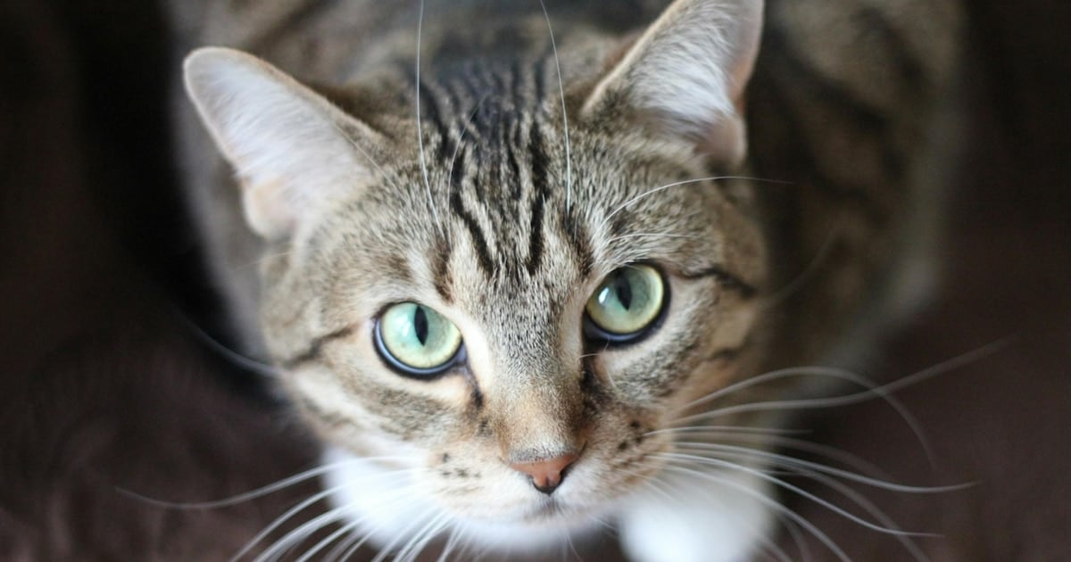 Gatos, un parásito silencioso y lo que su presencia puede significar en la casa