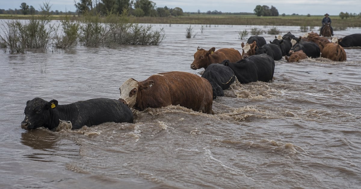La crecida del Paraná arrastra hacienda y empuja la carne en la región