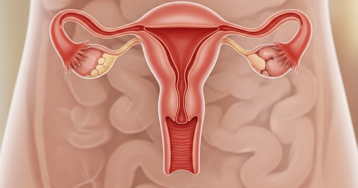 El ovario no se apaga: un estudio con miles de proteínas revela que sigue activo décadas después de la menopausia