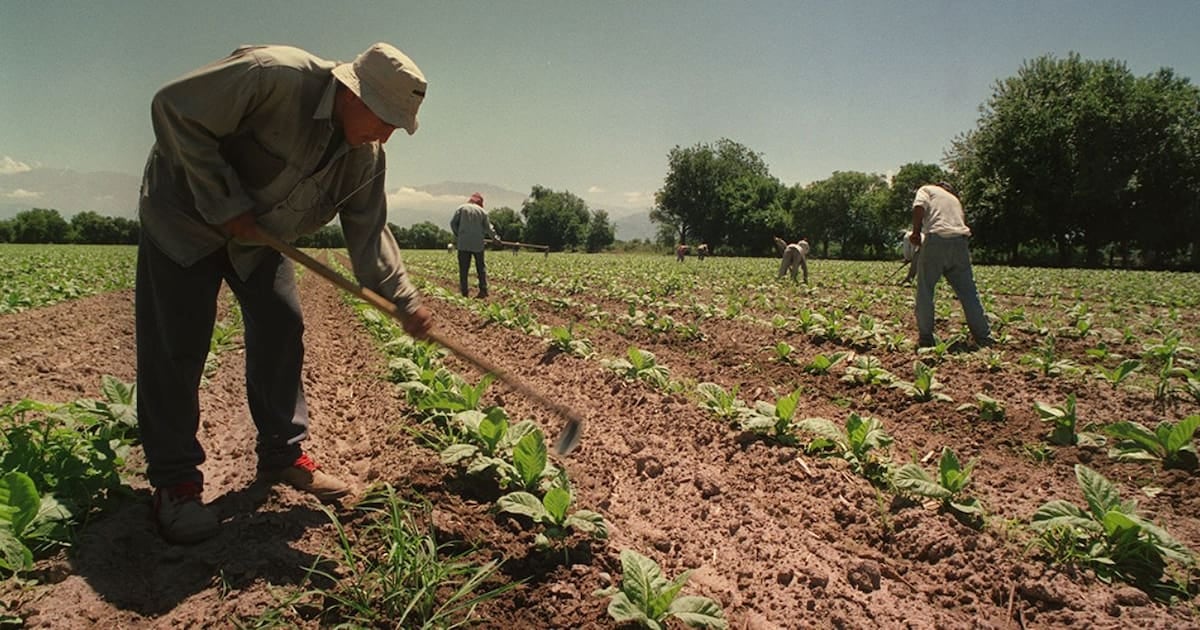 El agro selló la prórroga del piso de asignaciones para trabajadores temporarios: qué cambia y a quiénes alcanza