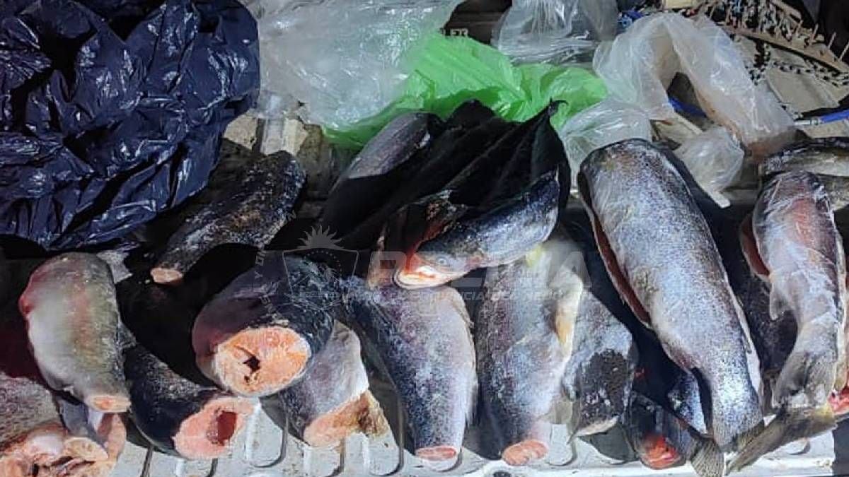 Cupos estrictos y controles en la ruta 237: así se viene la apertura de temporada de pesca en la Patagonia neuquina